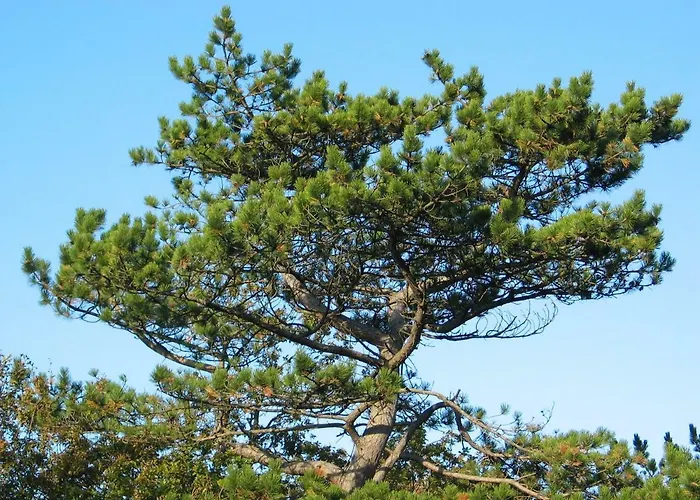 De Sloep Holiday home Bergen